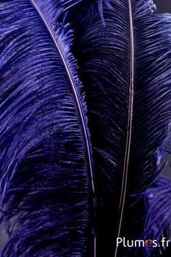 Autruche premium - 50-60 cm - bleu nuit
